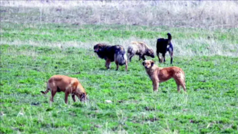 Vali Gül'den Belediyelere Köpek Uyarısı: Görev İhmaline Suç Duyurusu