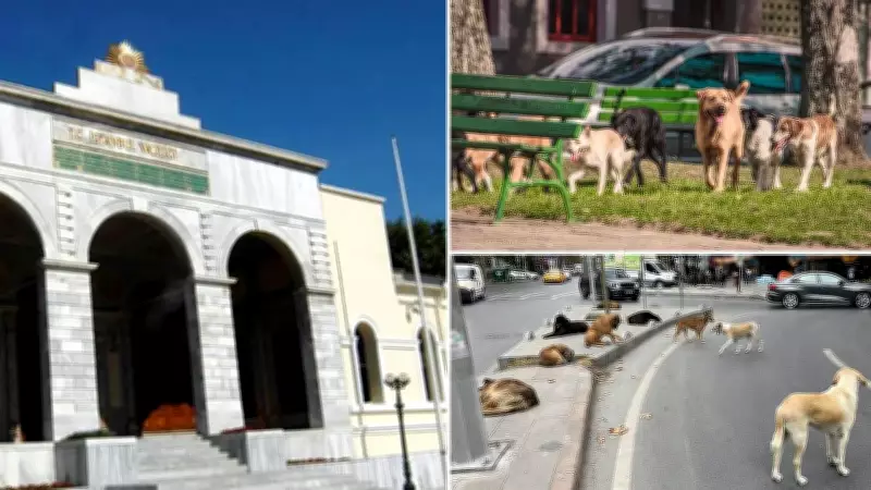 Valilikten Sokak Hayvanları Konusunda Geri Adım İddiasına Yalanlama