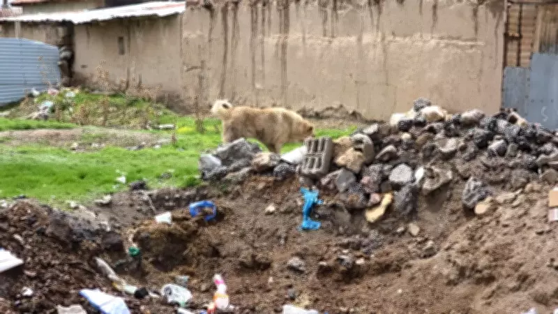 Van'da başıboş köpek dehşeti: 5 yaşındaki çocuk hayatını kaybetti, görüntüler ortaya çıktı