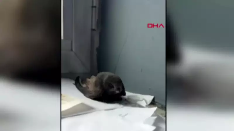 Van'da Öğrencilerin Bulduğu Ebabil Kuşu Yetkililere Teslim Edildi