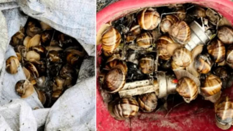 Yeniçağa'da Kaçak Salyangoz Operasyonu: 16 Kilogram Doğaya Geri Bırakıldı
