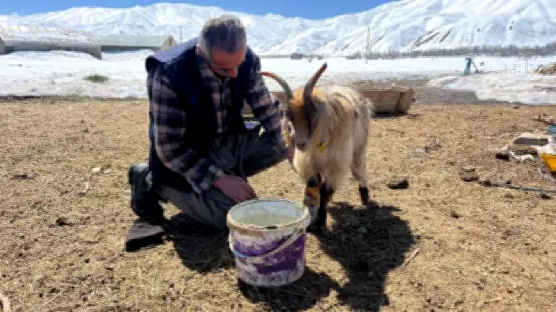Yüksekova'da Kar Kalınlığı Besicileri Zor Durumda Bıraktı: Yem Sıkıntısı Başladı