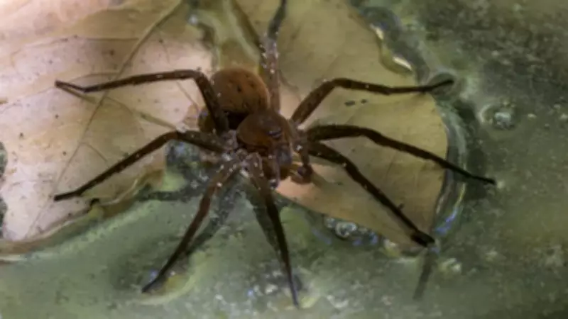 Yıllar Sonra Geri Döndüler: Dev Örümceklerin Şaşırtan Geri Dönüş Hikayesi