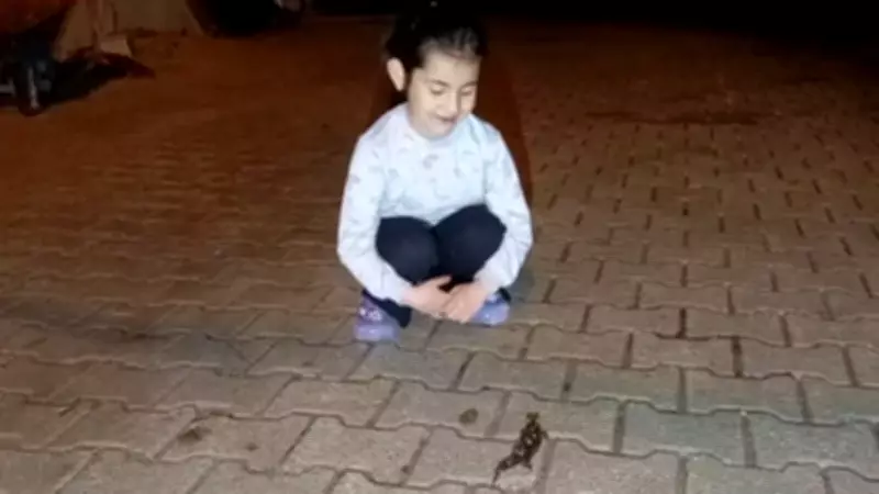 Yolda Yürürken Karşısına Çıktı: Türk Semenderi Cep Telefonuyla Kaydedildi