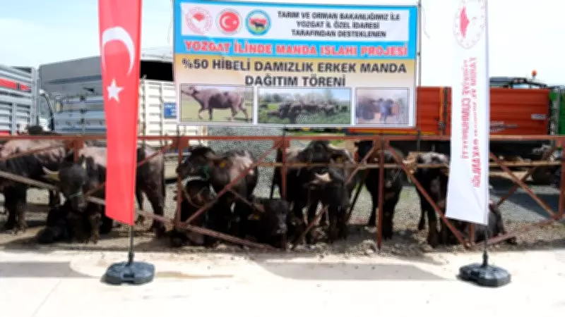 Yozgat'ta Besicilere Damızlık Manda Dağıtımı Gerçekleştirildi