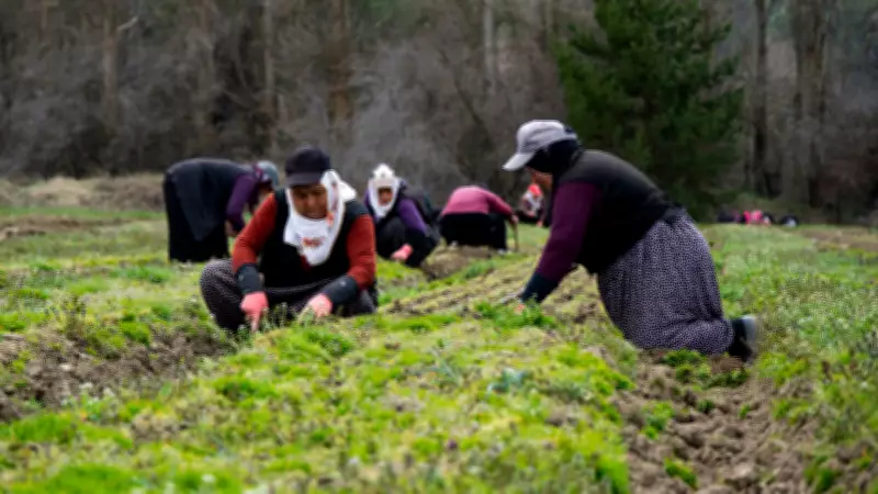 Yozgat'ta fidanlar kadınların elinde yeşeriyor