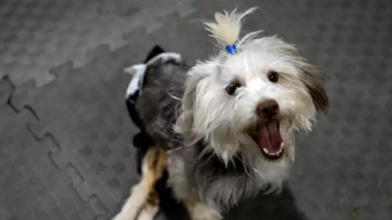 Yumoş'un Hikayesi: Sahiplerini Kaybeden Köpek Fizik Tedaviyle Yeni Yuvaya Hazırlanıyor