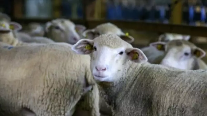 Yunanistan'da Hayvan Hastalığı Alarmı: 2.655 İşletme Etkilendi