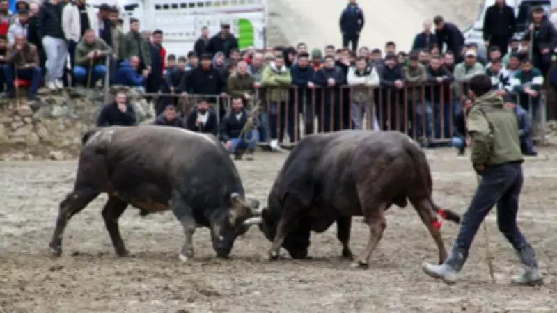 Yusufeli'nde 31. Geleneksel Boğa Güreşleri Festivali Coşkuyla Tamamlandı