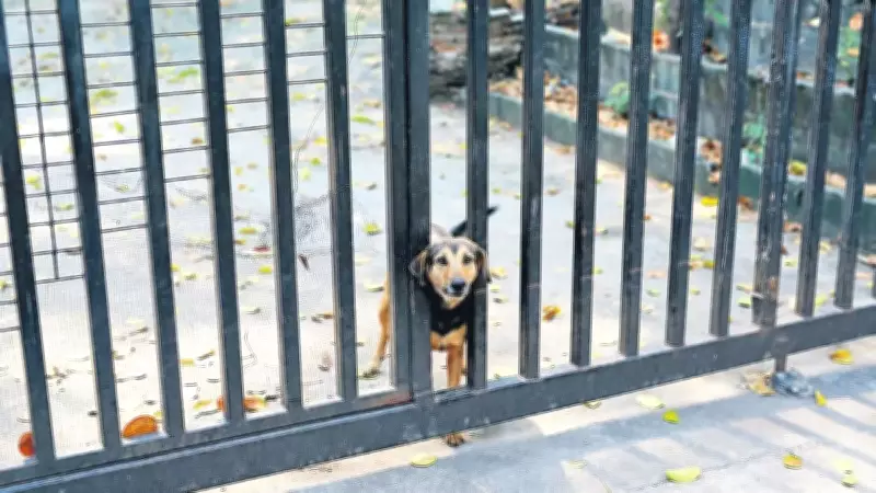 Zincirsiz Köpek Saldırısı: Sahibine 2 Milyon TL Tazminat Cezası