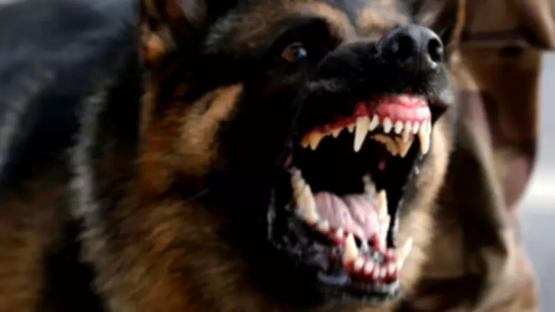 Zincirsiz Köpek Saldırısına Rekor Tazminat: Yargıtay Onadı