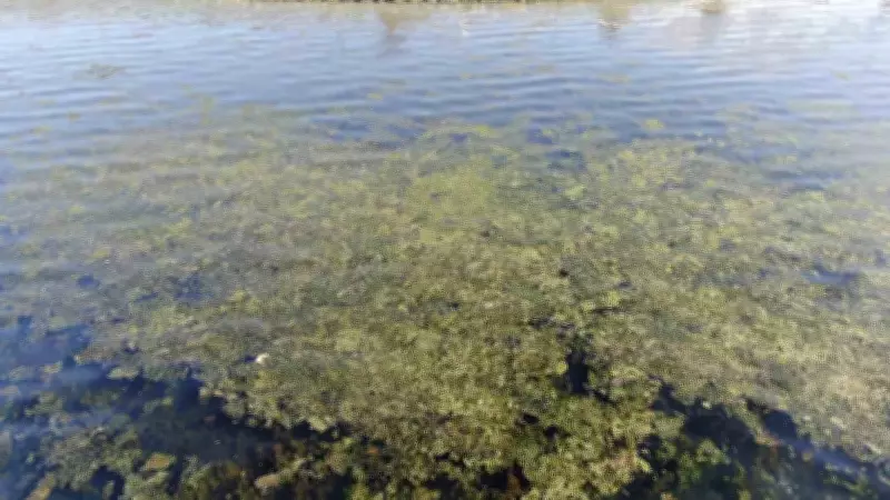 İzmir Körfezi'nde Deniz Marulu İstilası: Uzmanlar Atık Kontrolü Uyarısı Yaptı