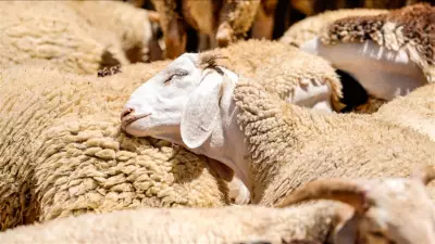 2026 Kurban Bayramı ne zaman? Tatil 9 gün olacak mı?