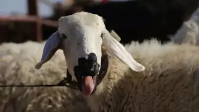 2026 Kurban Bayramı Tarihleri Açıklandı: Arife ve Tatil Günleri Belli Oldu