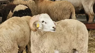 2026 Kurban Bayramı Tarihleri Açıklandı: Tatil Kaç Gün Sürecek?