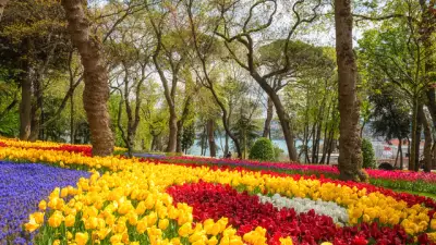 2026 İstanbul Lale Festivali Tarihleri Açıklandı: Emirgan Korusu'nda Lale Zamanı
