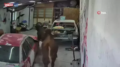 Ankara'da ahırdan kaçan danalar oto tamirciyi bastı, o anlar kamerada