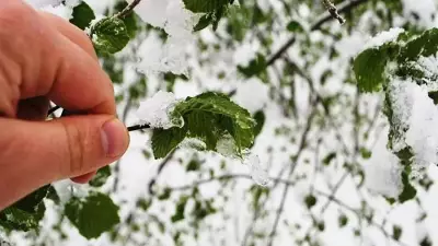 Ankara'da Hafif Zirai Don Riski: Üreticiler ve Çiftçiler Uyarıldı
