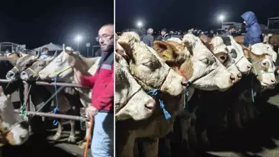 Şarkışla Kurban Pazarında Pazarlıklar Geceye Kadar Sürüyor