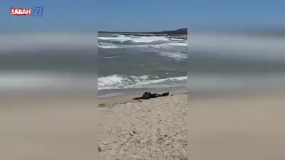 Arnavutköy Karaburun Sahili'nde Erkek Cesedi Bulundu