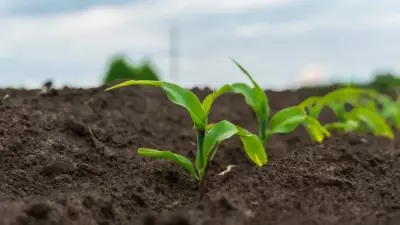 Bilim Dünyasında Devrim: Bakterilerin Bitkileri Ele Geçirme Sırrı Çözüldü