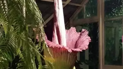 Ceset Çiçeği Şaşkınlık Yarattı: Kokusu Duyanları Kaçırıyor