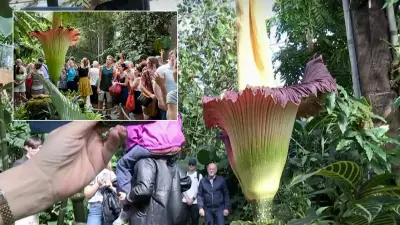 Ceset Çiçeği Londra'da Yeniden Açtı, Ziyaretçi Akınına Yol Açtı