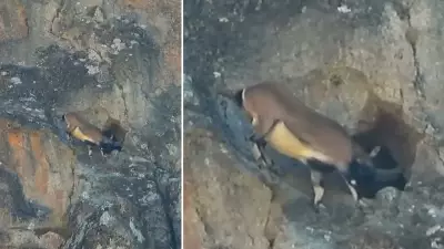 Dağ Keçisi, Dar Mağara Girişindeki Çevikliğiyle Görenleri Şaşırttı