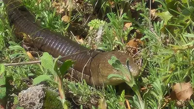 Denizli'de 'Demir Yılan' Görüntülendi: Oluklu Kertenkele Kayıt Altına Alındı