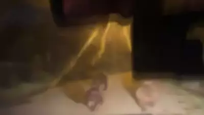 Devrek'te Aç Kalan Ayılar Akçabey Köyü'ne İndi, Anlar Cep Telefonuyla Kaydedildi