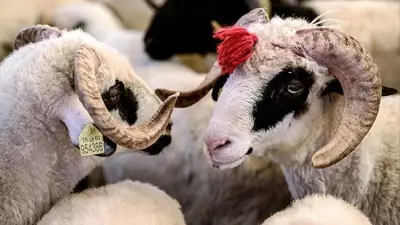 Gençlere Kırsalda Büyük Destek: 150 Bin Hayvan Devletten, Tüm Masraflar Karşılanacak