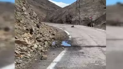 Gümüşhane'de Anne Ayı ve Yavrularının Yol Macerası Kameralara Yansıdı