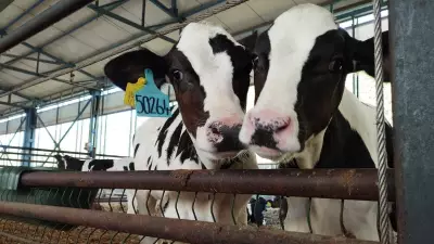Hayvan Desteklemelerinde Dijital Dönem: Ücretler Mahsupla Ödenecek