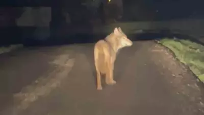 Karabük'te Kurt Sürüsü Yerleşim Yerine İndi, Vatandaşlar Tedirgin