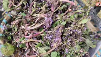 Karadeniz'de 10 Ton Kaldirik Otu Kapış Kapış Satılıyor: Doğal Şifa Kaynağı