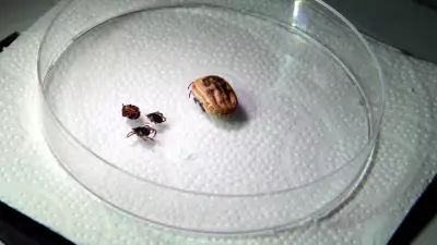 Kene kabusu geri döndü: Tokat'ta 21 yaşındaki genç hayatını kaybetti