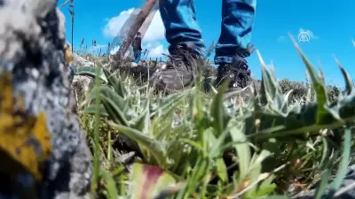 Kenger Bitkisi: Diş Etini Onarıyor, Karaciğeri Temizliyor, Kahvesi Bile Var