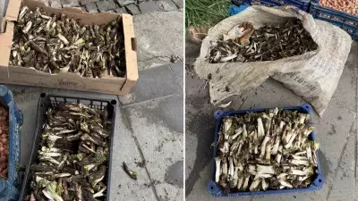 Kenger Bitkisi: Doğanın Dikenli Lezzeti ve Fiyat Tartışmaları