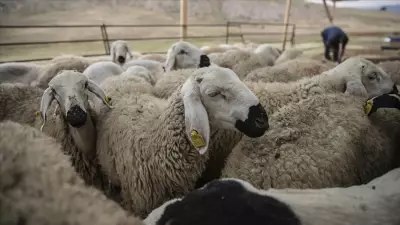 Kırsalda Bereket Küçükbaşa Destek Projesi Başvuruları Başlıyor