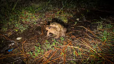 Kütahya'da Kurbağaların 5 Bin Yıllık Üreme Göçü Başladı: Yolda Zorlu Mücadele