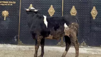 Kütahya'da Tosun, Ahır Çatısındaki Boğa Heykelinden Ürkerek Kaçtı