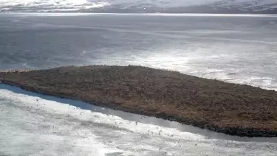 Çıldır Gölü'nde göçmen kuş akını: Binlerce kuş adaları mesken tuttu