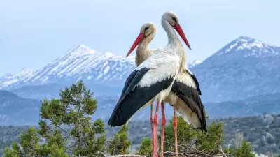 Leylekler Vadisi'nde Kuluçka Dönemi: Dişi ve Erkek Leylekler Nöbetleşe Yatıyor