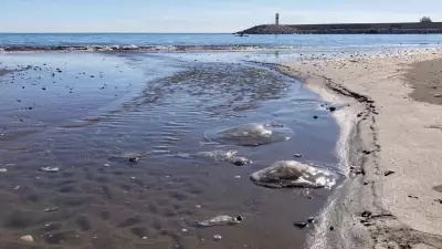 Mersin Sahillerinde Denizanası İstilası: Uzmanlardan Kritik Uyarılar Geldi