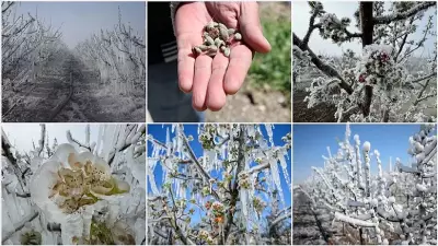 Meteoroloji Uyardı: Marmara'da Zirai Don Riski Başlıyor