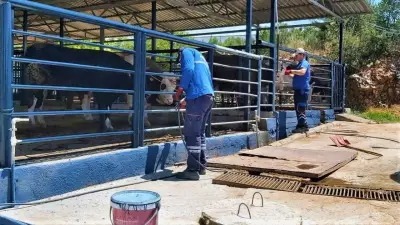 Muğla'da Şap Hastalığı Kontrol Altına Alındı, Bayır Hayvan Pazarı Açılıyor