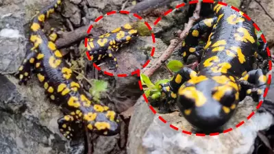 Nesli Tükenmekte Olan Benekli Semender Erzincan'da Görüntülendi