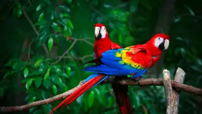 Papağanlar Sadece Taklit Etmiyor: Bireyleri Tanımak İçin İsim Kullanıyorlar