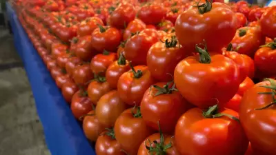 Pazar Esnafının Domates Sırrı: Sapındaki Yaprak Sayısı Lezzeti Ele Veriyor!