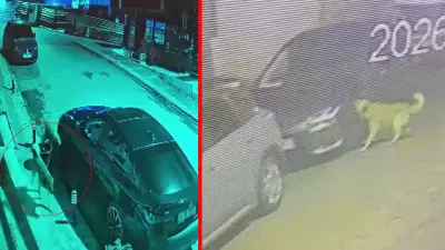 Üsküdar'da Başıboş Köpek Dehşeti: Mahalleli 'Kendimi Binaya Zor Attım' Diyerek İsyan Etti